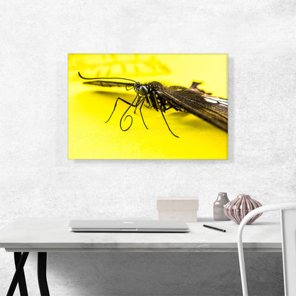 Butterfly on Yellow Flower Home decor