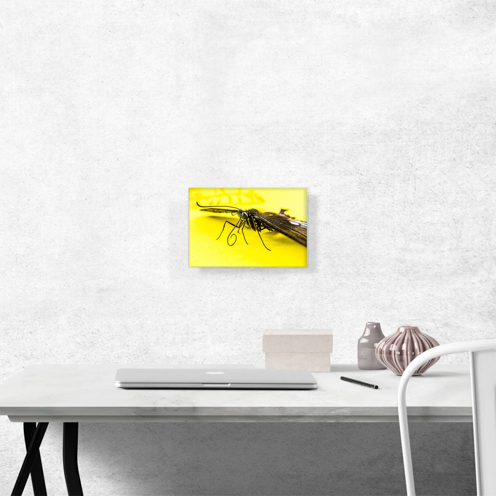 Butterfly on Yellow Flower Home decor