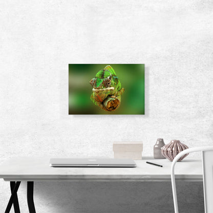 Chameleon Home decor