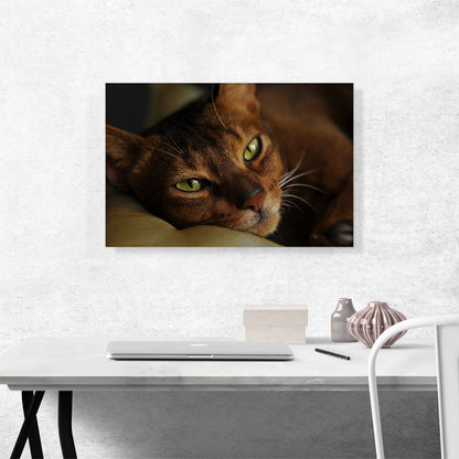 Abyssinian Cat Portrait