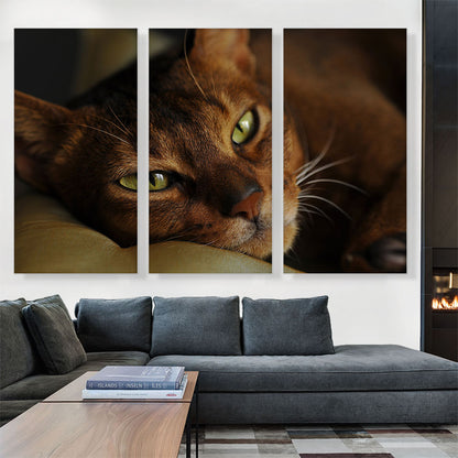 Abyssinian Cat Portrait