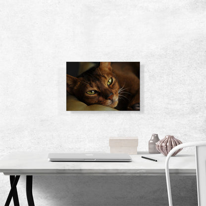Abyssinian Cat Portrait