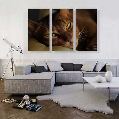 Abyssinian Cat Portrait