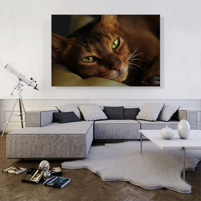 Abyssinian Cat Portrait