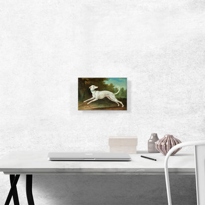 White Greyhound 1748