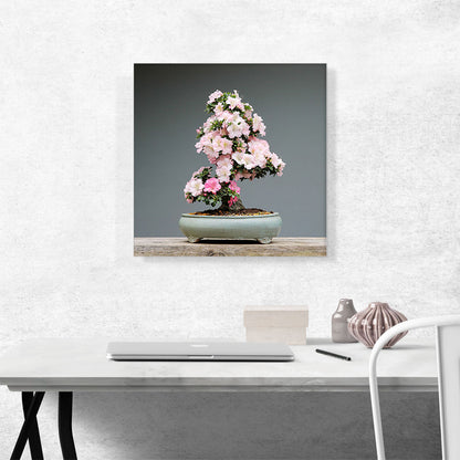 Printed Photograph of Bonsai, Japanese Tree