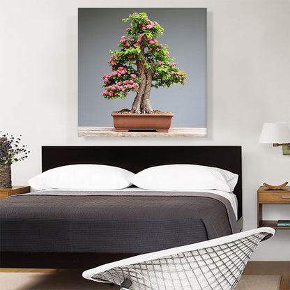 Bonsai, Japanese Mini Tree