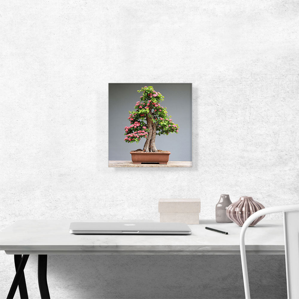 Bonsai, Japanese Mini Tree