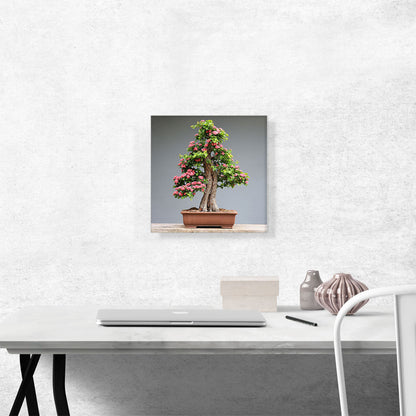 Bonsai, Japanese Mini Tree