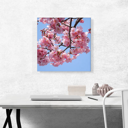 Cherry Blossom Branch Square