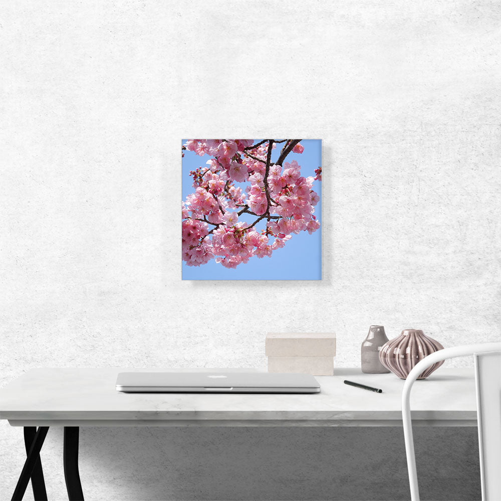 Cherry Blossom Branch Square