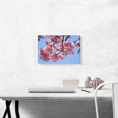 Cherry Blossom Branch