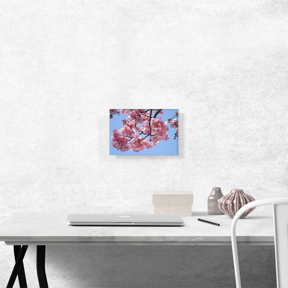 Cherry Blossom Branch