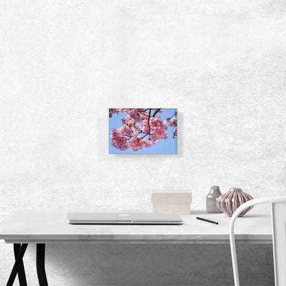 Cherry Blossom Branch
