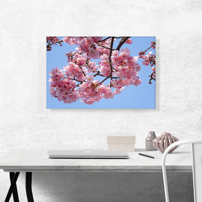 Cherry Blossom Branch