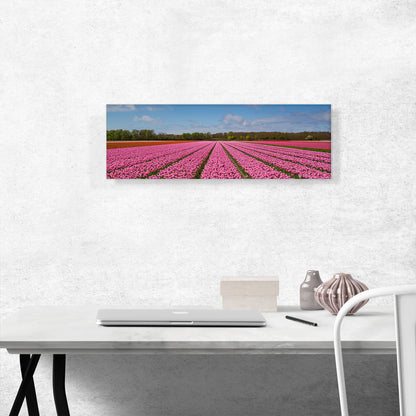 Pink Tulips Field Panorama