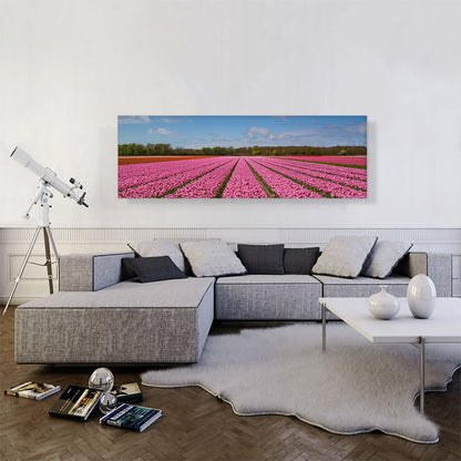 Pink Tulips Field Panorama