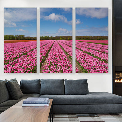 Pink Tulips Field