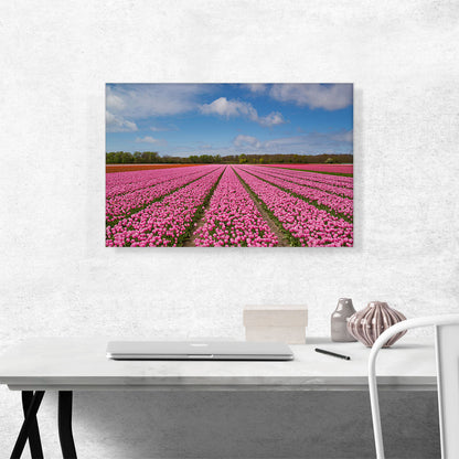 Pink Tulips Field