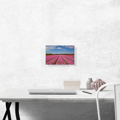 Pink Tulips Field
