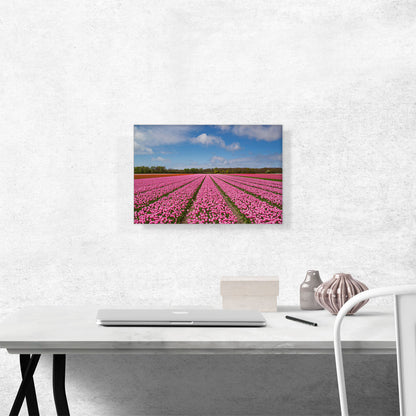 Pink Tulips Field