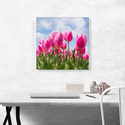 Pink Tulips Closeup