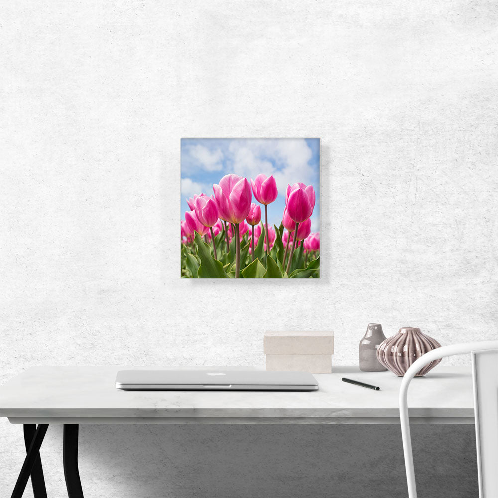 Pink Tulips Closeup