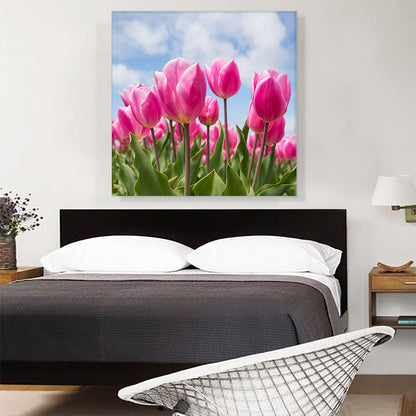 Pink Tulips Closeup