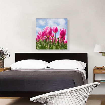 Pink Tulips Closeup