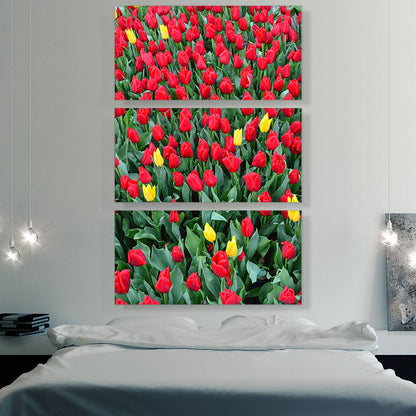 Netherlands, Red and Yellow Tulips