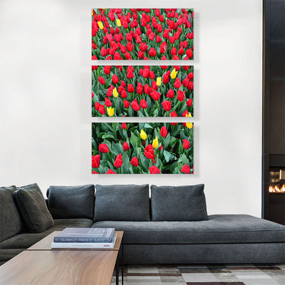 Netherlands, Red and Yellow Tulips