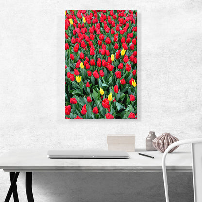 Netherlands, Red and Yellow Tulips