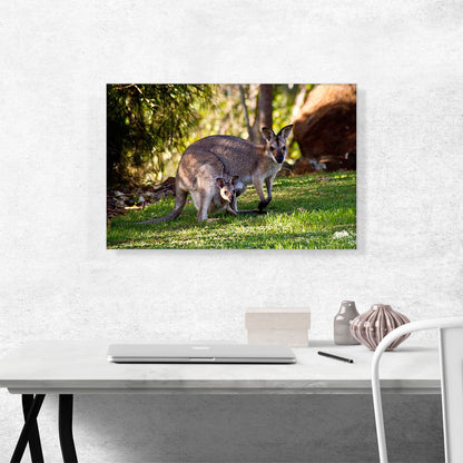 Native Australians Wallaby Mother and Baby