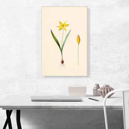 Tulip