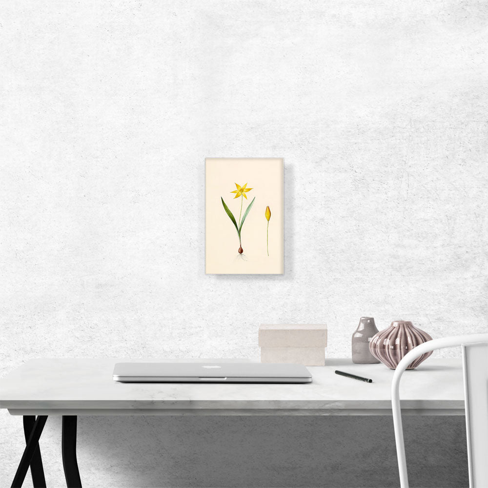 Tulip
