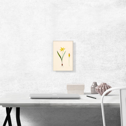 Tulip