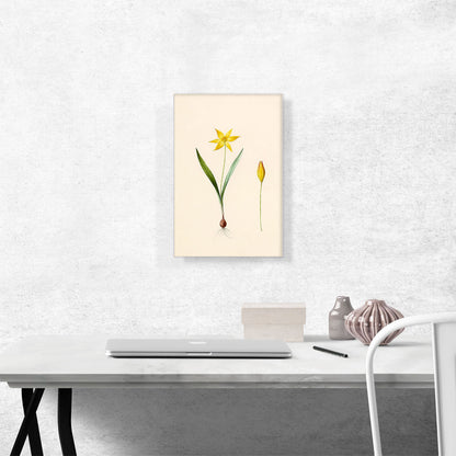 Tulip