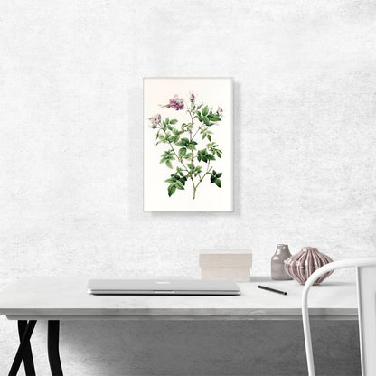 Wild Rose