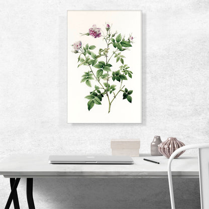 Wild Rose