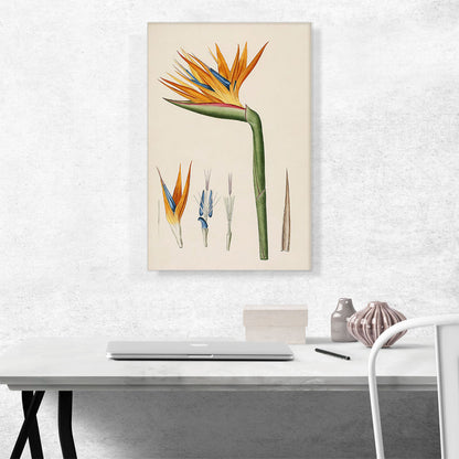 Bird Of Paradise Flower 1802