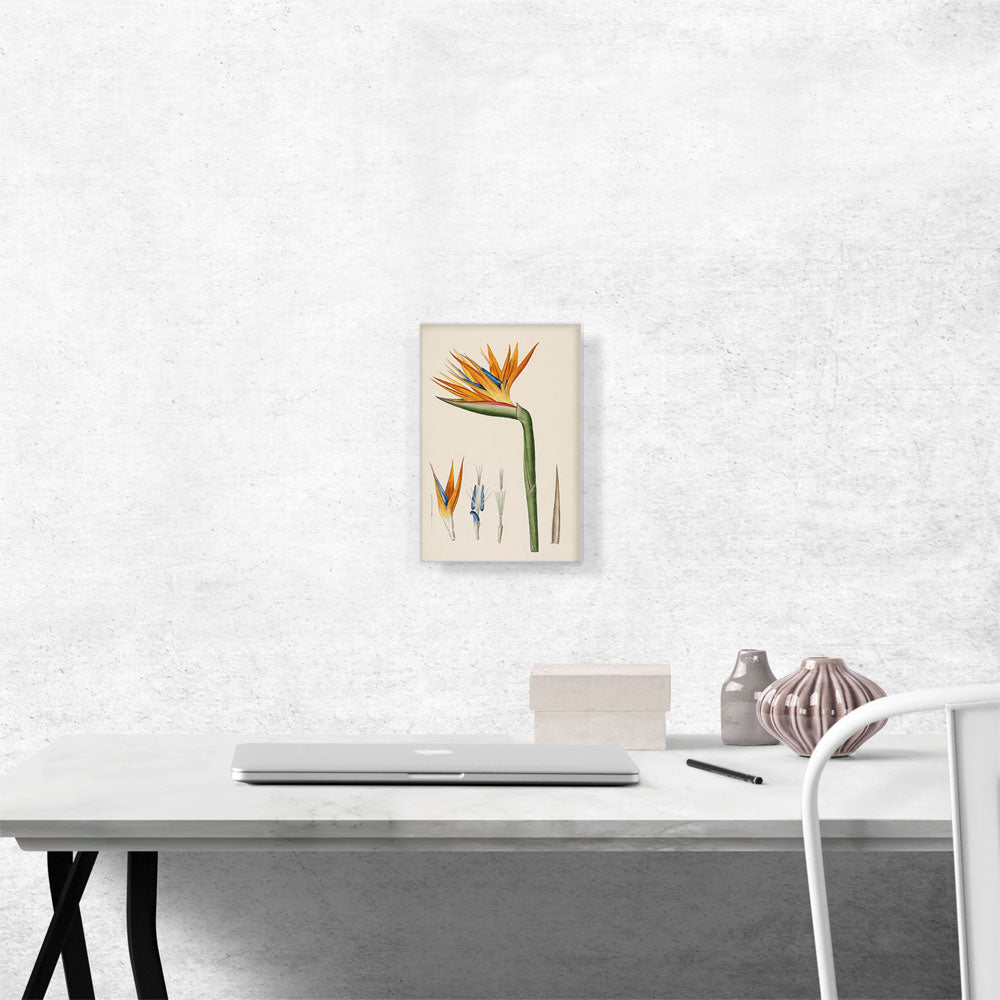 Bird Of Paradise Flower 1802