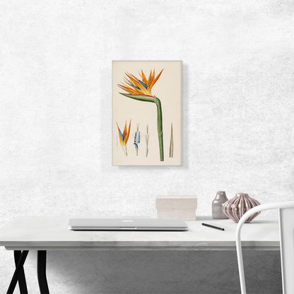 Bird Of Paradise Flower 1802