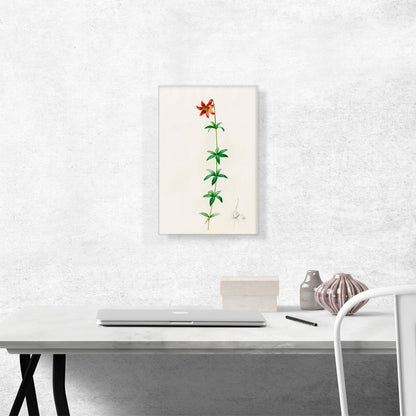 Canada Lily