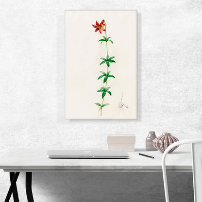 Canada Lily
