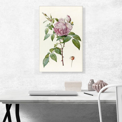Indica Fragrans Rose