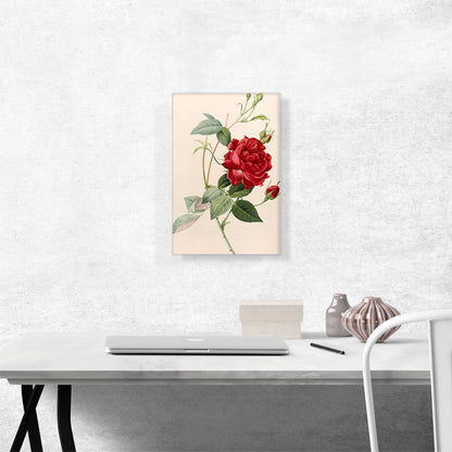 Les Roses 1817