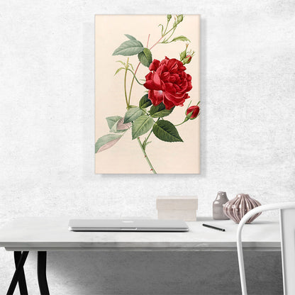 Les Roses 1817