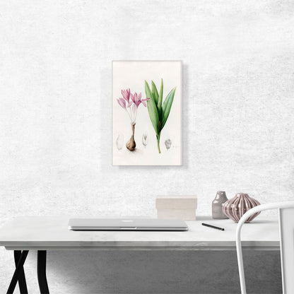 Meadow Saffron Or Autumn Crocus