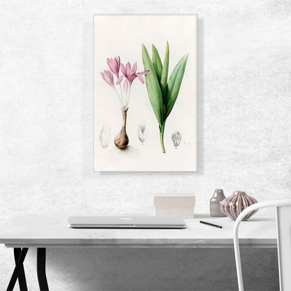 Meadow Saffron Or Autumn Crocus