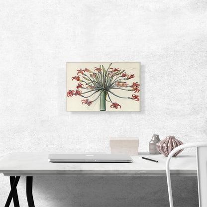 Nine Amaryllis 1802